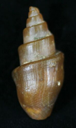 Agatized Fossil Gastropod From Morocco - #29205